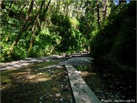 Fern Canyon Trail