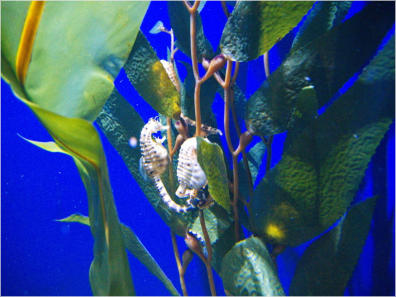 Aquarium New Orleans, LA