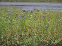 Blumenwiesen am Highway 281 - Texas