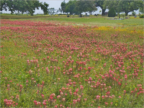 Blumenwiesen am Highway 281 - Texas