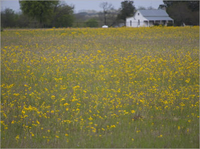 Blumenwiese entlang der Goemann Lane - TX 