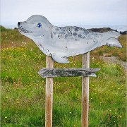 Illugastadir Seal Watching
