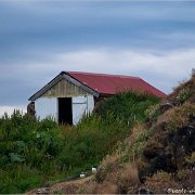 Borgarfjördur + Puffins 1