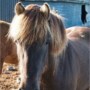 Vestrahorn - Stokksnes