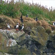 Reynisfjara Viewpoint