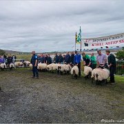 Sheep Show