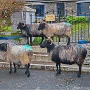 Unterwegs auf Achill 2