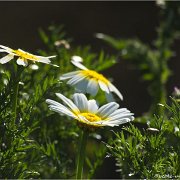 Dolmen von Antequera