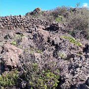 Santiago del Teile - Mandelblüte