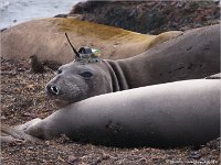 Ano Nuevo State Reserve