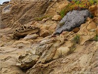 Bean Hollow State Beach