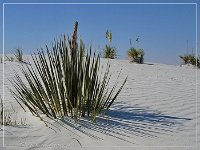 White Sands NP