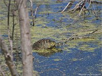 Joan + Scott Holt Paradise Pond