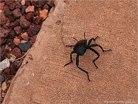 19 098.1Eleodes goryi