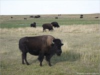 Bisons