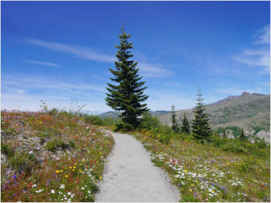 Harris Ridge Trail - Mt. St. Helens NVM, WA