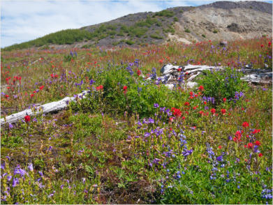Harris Ridge Trail - Mt. St. Helens NVM, WA