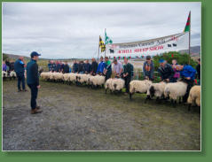 Sheep Show, Achill Island