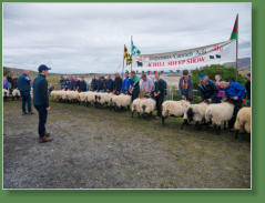 Sheep Show, Achill Island