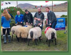 Sheep Show, Achill Island