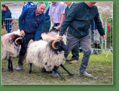 Sheep Show, Achill Island