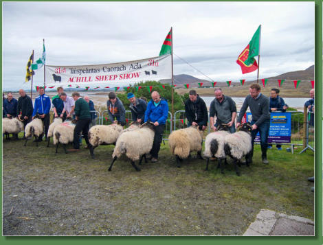 Sheep Show, Achill Island