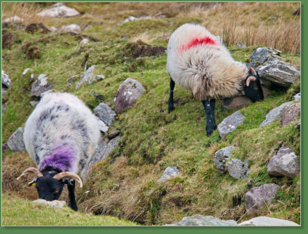 Achill Island - Spaziergang entlang der Westküste, Irland