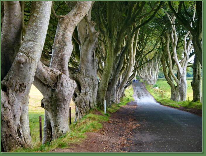 Dark Hedges, Nordirland