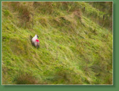 Altarichard und Breen Forrest, Nordirland