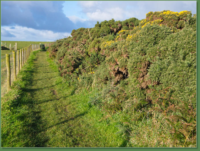 Giants Causeway - Bushmills, Nordirland