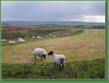 Giants Causeway - Bushmills, Nordirland