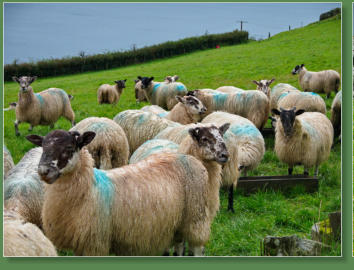 Torr Head Sceenic Road, Nordirland