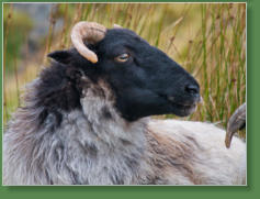 Das verlassene Dorf bei Slievemore - Achill Island, Irland