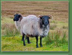 Das verlassene Dorf bei Slievemore - Achill Island, Irland