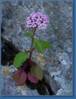 Caminito del Rey, ES