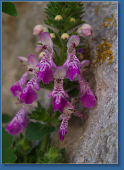 Caminito del Rey, ES