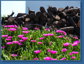 Blütenmeer in Andalusien