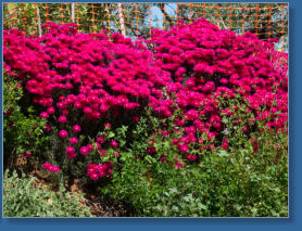 Blütenmeer in Andalusien
