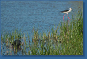 Laguna de Fuente de Piedra, ES