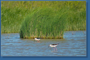 Laguna de Fuente de Piedra, ES