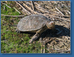 Laguna de Fuente de Piedra, ES