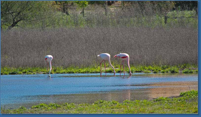Laguna de Fuente de Piedra, ES