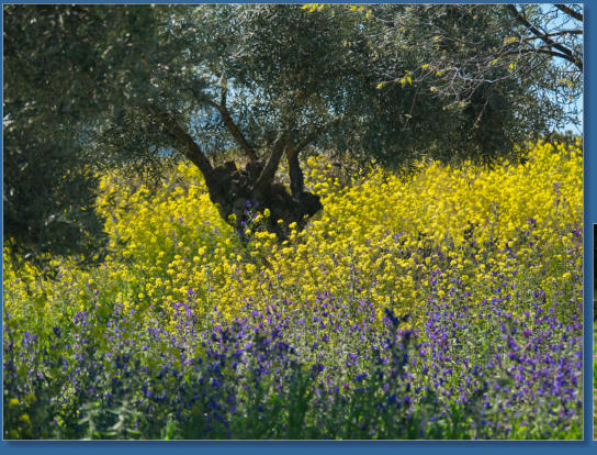 Laguna de Fuente de Piedra, ES