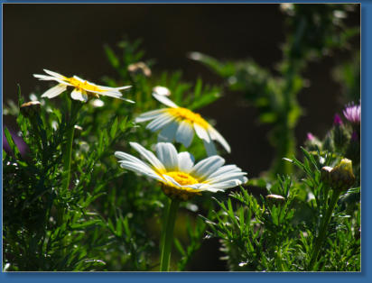 Laguna de Fuente de Piedra, ES