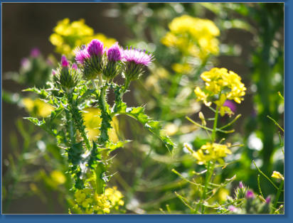 Laguna de Fuente de Piedra, ES