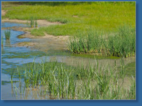 Laguna de Fuente de Piedra, ES