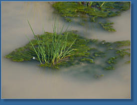 Laguna de Fuente de Piedra, ES