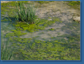 Laguna de Fuente de Piedra, ES