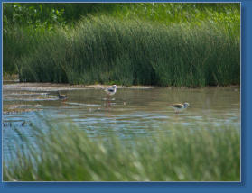 Laguna de Fuente de Piedra, ES