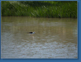 Laguna de Fuente de Piedra, ES
